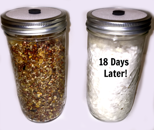 3-Pack Premium 24 Oz Super-Quick-Colonizing 5-grain Jar (24oz) - Image 2