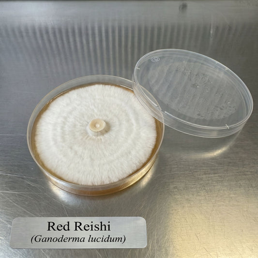 Red Reishi Colonized Agar Plate - Image 2