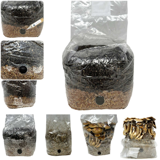 Wholesale All-in-One Mushroom Grow Bag (4 lbs) for Manure Loving Mushrooms (Case of 10) - Image 2
