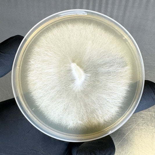 Turkey Tail Colonized Agar Plate - Image 2