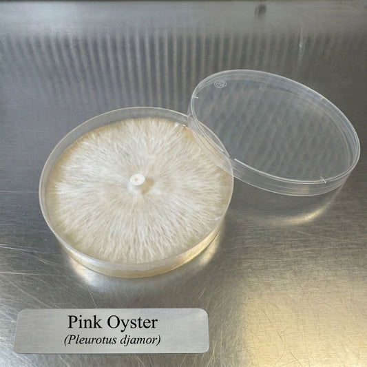 Pink Oyster Colonized Agar Plate - Image 2