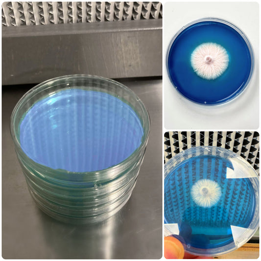 Rapid Rhizo Pre-Poured Sterilized Agar Plates (5-Pack) - Image 2