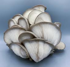 King Blue Oyster Mushroom Grow Kit (5lbs) - Image 2