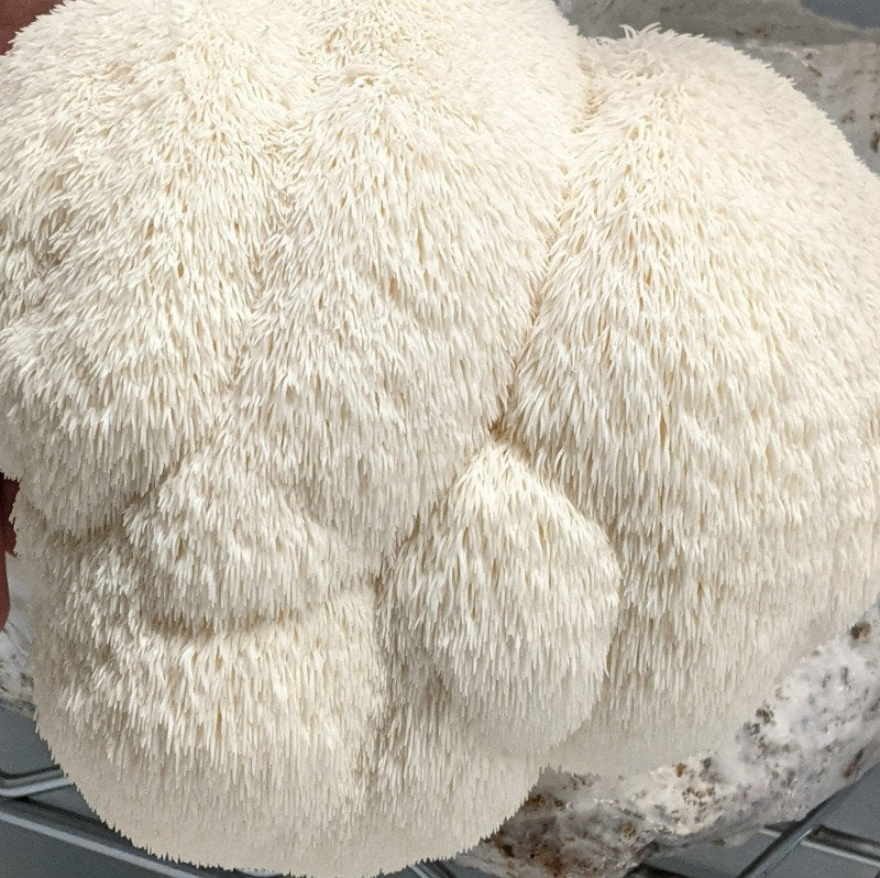 Lion's Mane Mushroom Grow Kit (5lbs) - Image 4