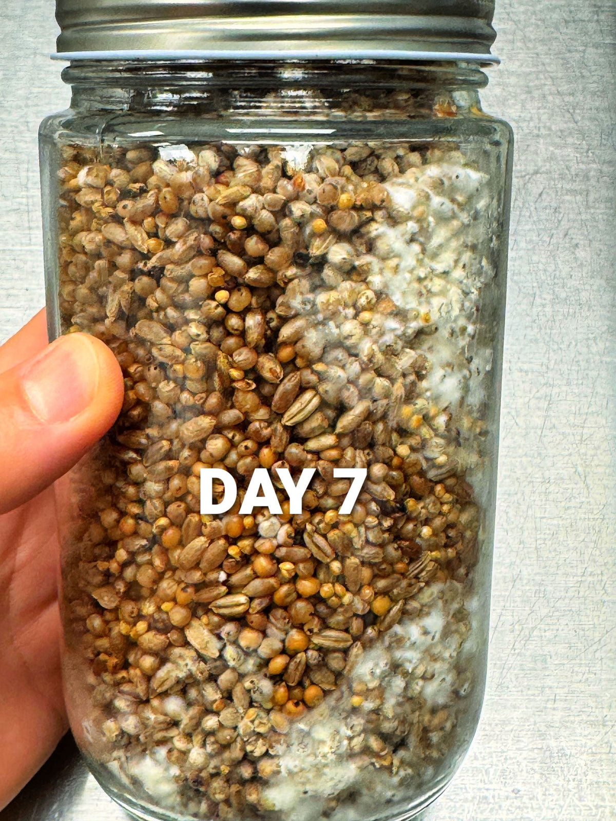 3-Pack Premium Quick-Colonizing 5-grain Jar (32oz) - Image 4