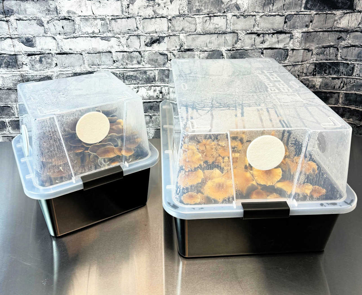 Grower's Select LARGE Mushroom Monotub Fruiting Chamber with Filter Disks and Liner 66Q - Image 3