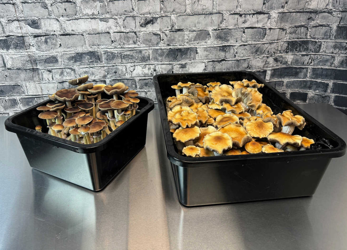 Grower's Select LARGE Mushroom Monotub Fruiting Chamber with Filter Disks and Liner 66Q - Image 4