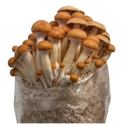 Complete XL ALL-IN-ONE Wood Lover's Mushroom Grow Bag Kit (6LB) - Image 5