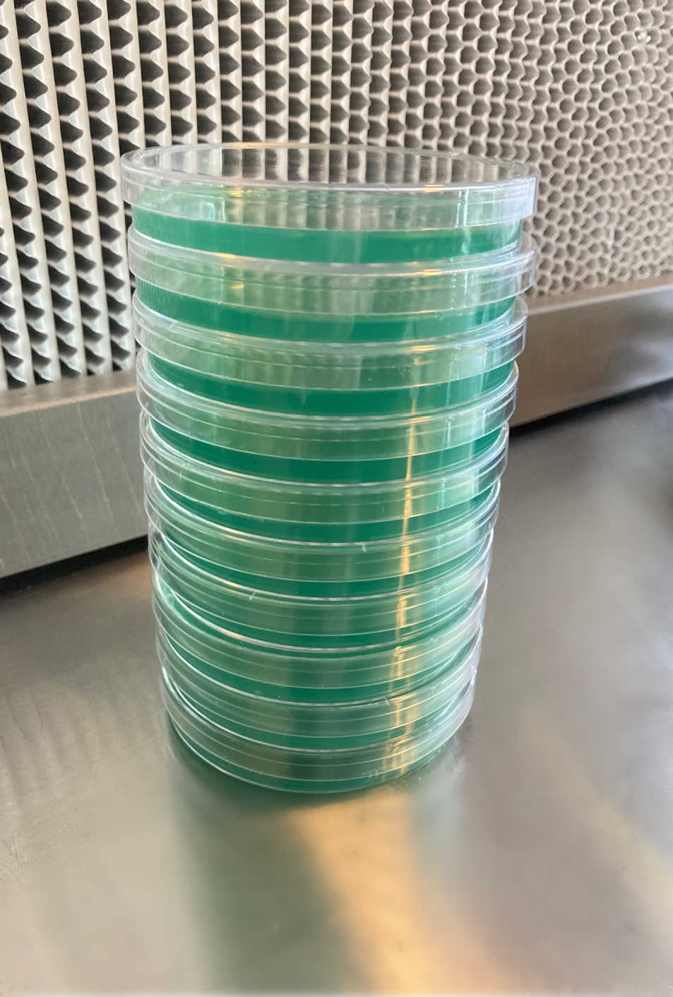 Pre-Poured Sterilized Malt Extract Agar Plates (10-Pack) - Image 4