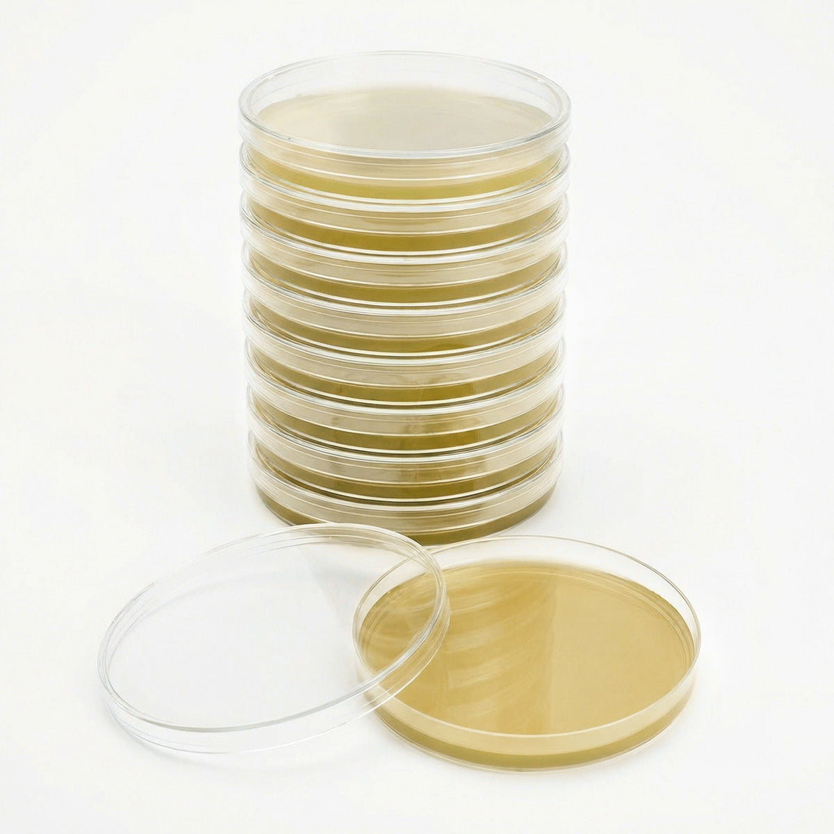 Pre-Poured Sterilized Malt Extract Agar Plates (10-Pack) - Image 1