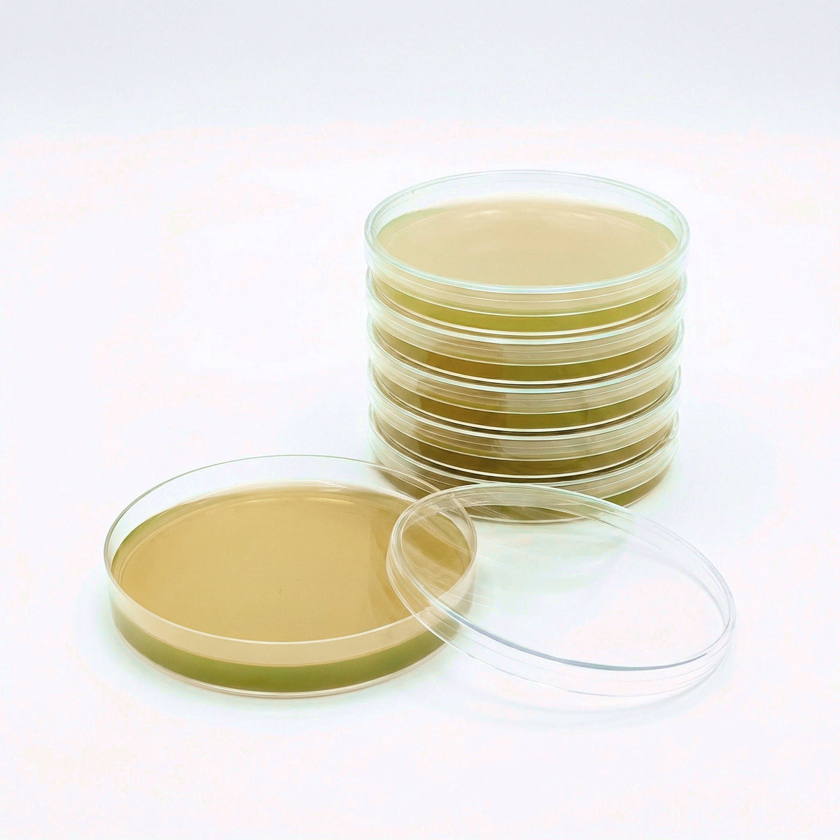Pre-Poured Sterilized Malt Extract Agar Plates (5-Pack) - Image 1