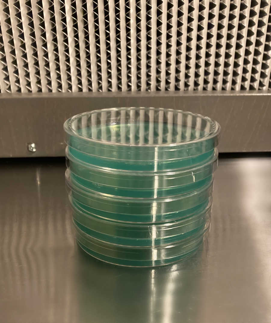 Pre-Poured Sterilized Malt Extract Agar Plates (5-Pack) - Image 3
