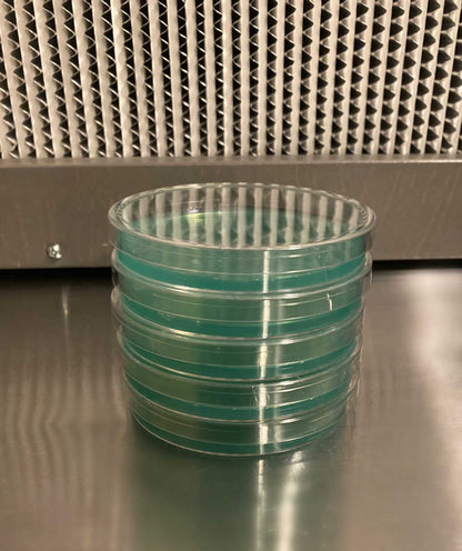Pre-Poured Sterilized Malt Extract Agar Plates (5-Pack) - Image 3