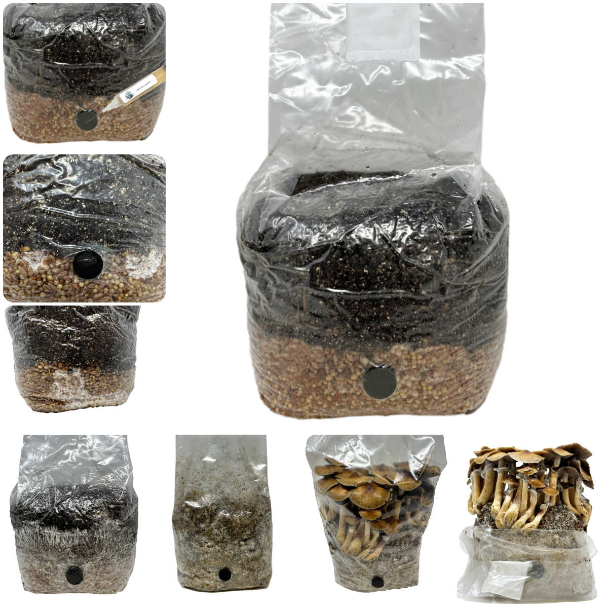 All-in-One Mushroom Grow Bag (4 lbs) for Manure Loving Mushrooms - Image 3