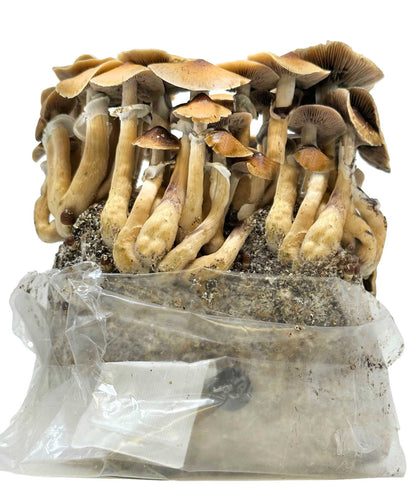 All-in-One Mushroom Grow Bag (4 lbs) for Manure Loving Mushrooms - Image 4