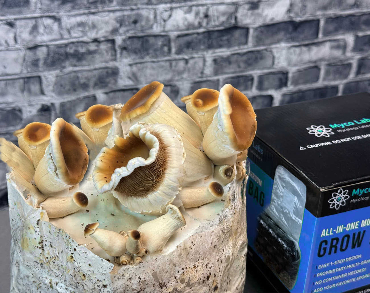 XL All-in-One Mushroom Grow Bag (6 lbs) for Manure Loving Mushrooms - Image 7