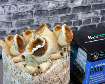 XL All-in-One Mushroom Grow Bag (6 lbs) for Manure Loving Mushrooms - Image 7