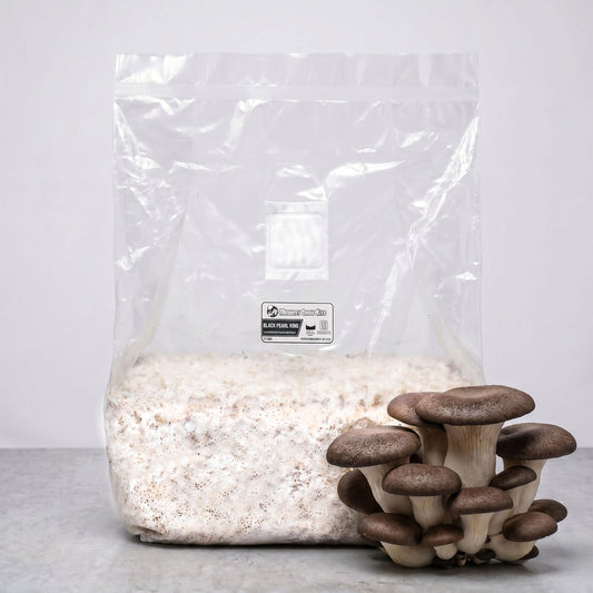 Black Pearl King Oyster Grain Spawn 5 LB - Image 1