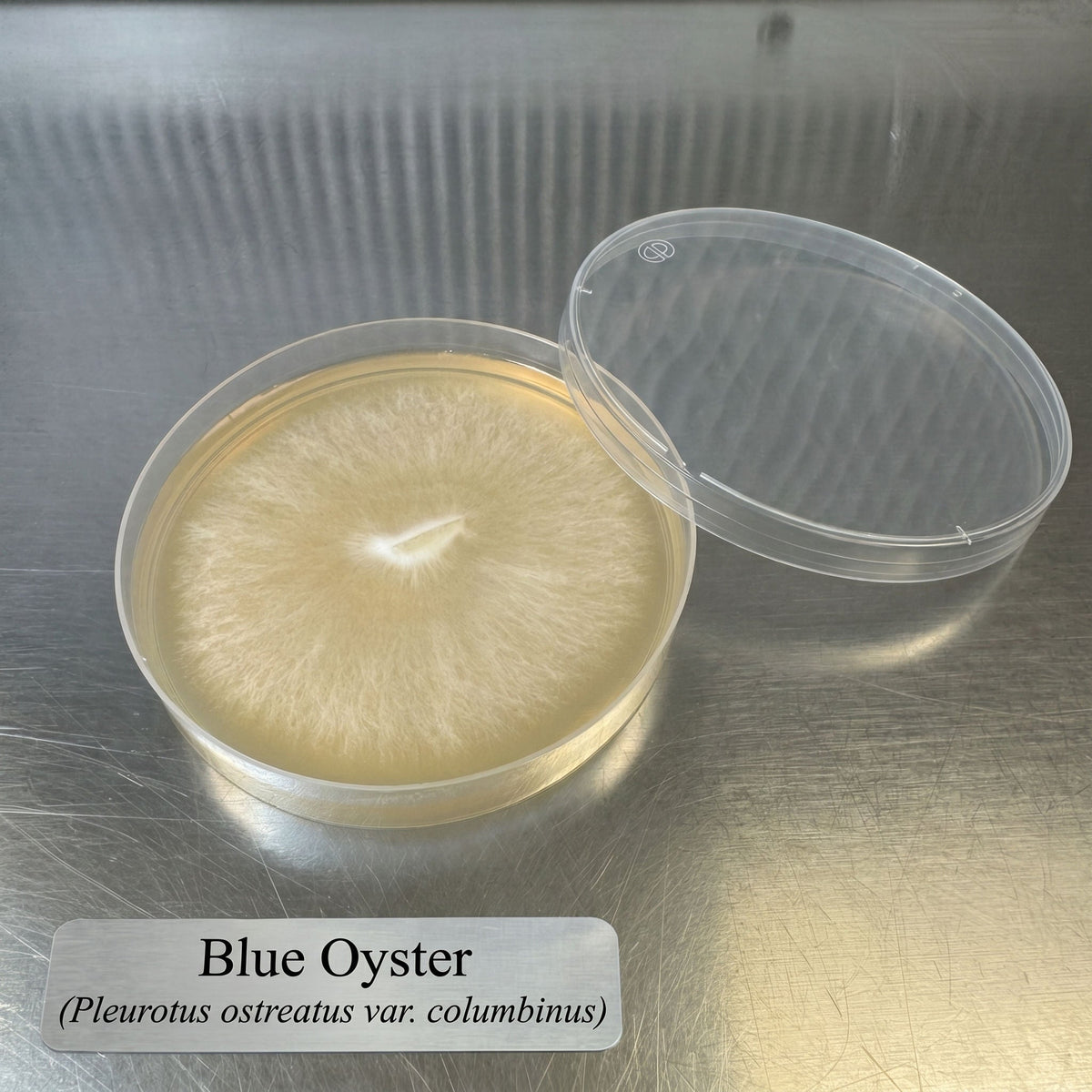 Blue Oyster Colonized Agar Plate - Image 1