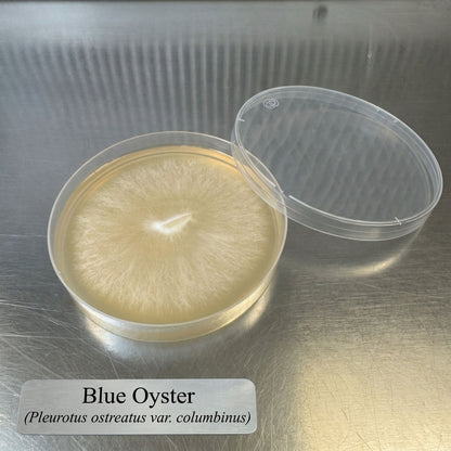 Blue Oyster Colonized Agar Plate - Image 1