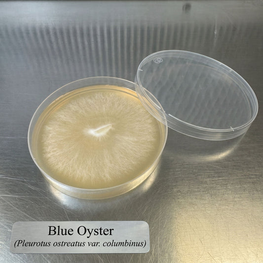 Blue Oyster Colonized Agar Plate - Image 1