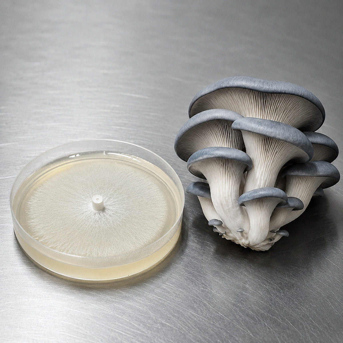 Blue Oyster Colonized Agar Plate - Image 2