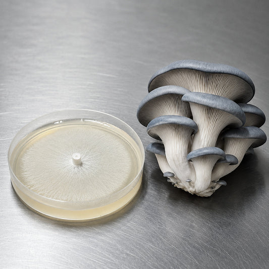 Blue Oyster Colonized Agar Plate - Image 2