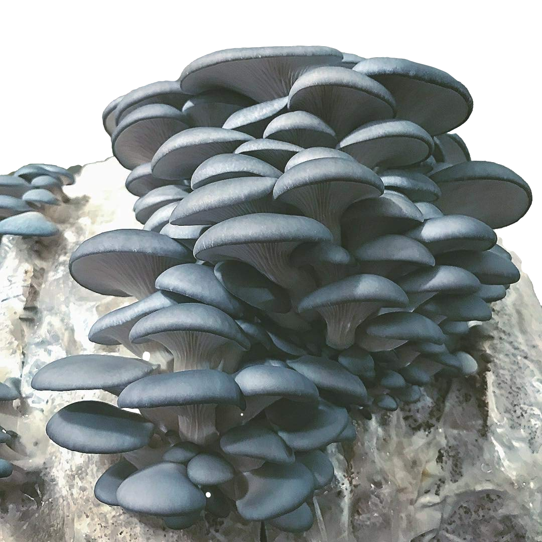 Blue Oyster Mushroom Grow Kit (5lbs) - Image 2