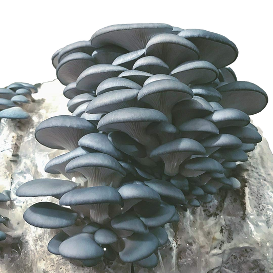 Blue Oyster Mushroom Grow Kit (5lbs) - Image 2