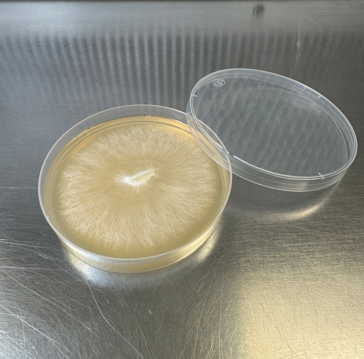 Blue Oyster Colonized Agar Plate - Image 4