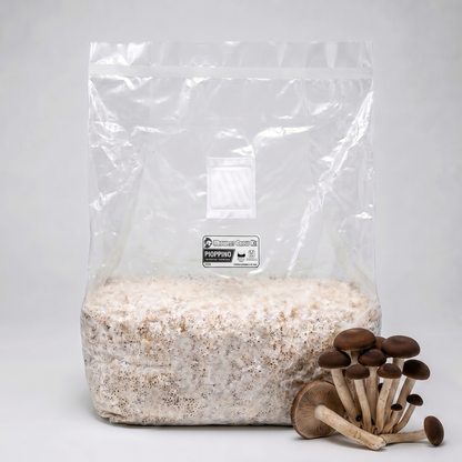 Pioppino Colonized Grain Spawn Bag 5 LB - Image 1