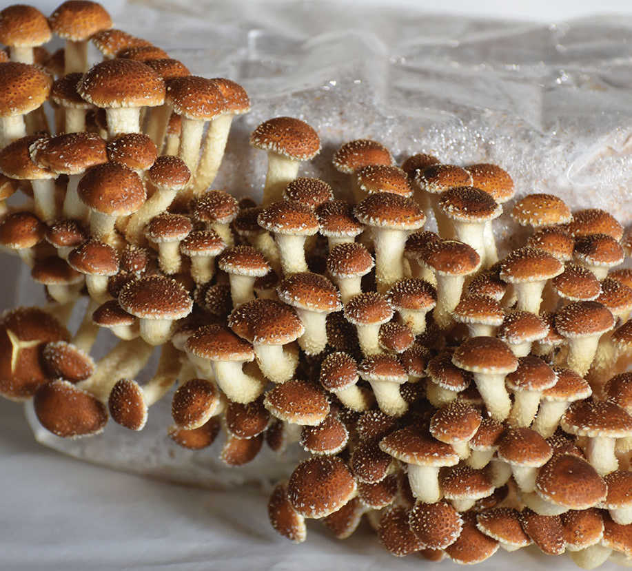 Chestnut Mushroom Grow Kit (5lbs) - Image 3