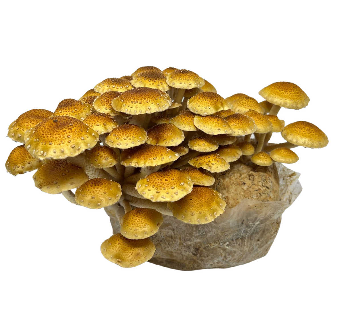 Chestnut Mushroom Grow Kit (5lbs) - Image 2