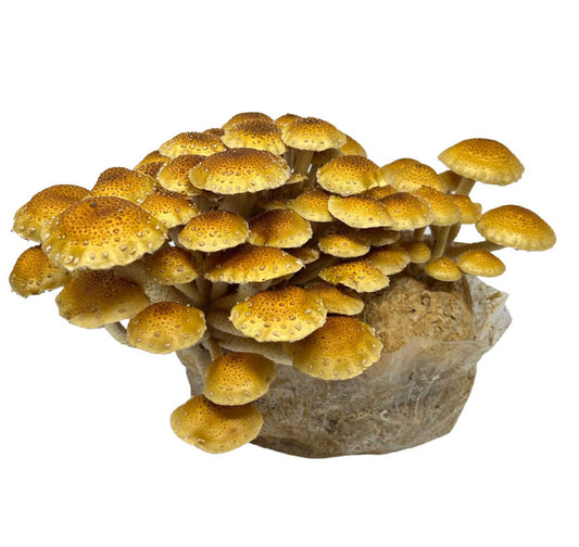 Chestnut Mushroom Grow Kit (5lbs) - Image 2