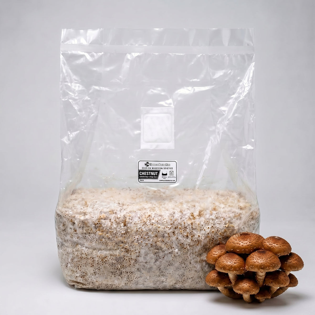 Chestnut Colonized Grain Spawn Bag 5 LB - Image 1