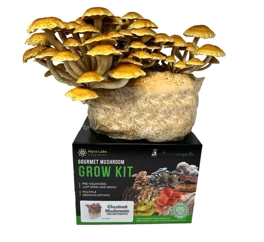 Chestnut Mushroom Grow Kit (5lbs) - Image 1