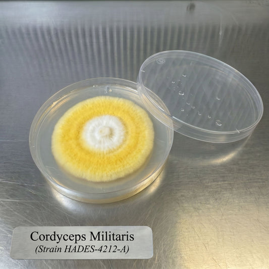Cordyceps Militaris Hades 4212-A Colonized Agar Plate - Image 2