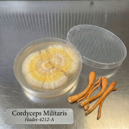 Cordyceps Militaris Hades 4212-A Colonized Agar Plate - Image 1
