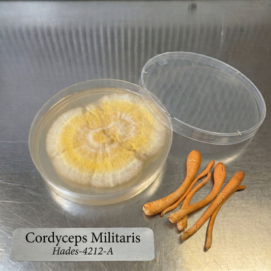 Cordyceps Militaris Hades 4212-A Colonized Agar Plate - Image 1
