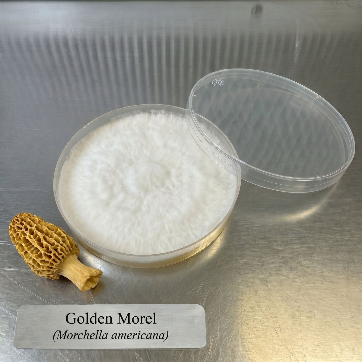 Illinois Wild Golden Morel Colonized Agar Plate - Image 1