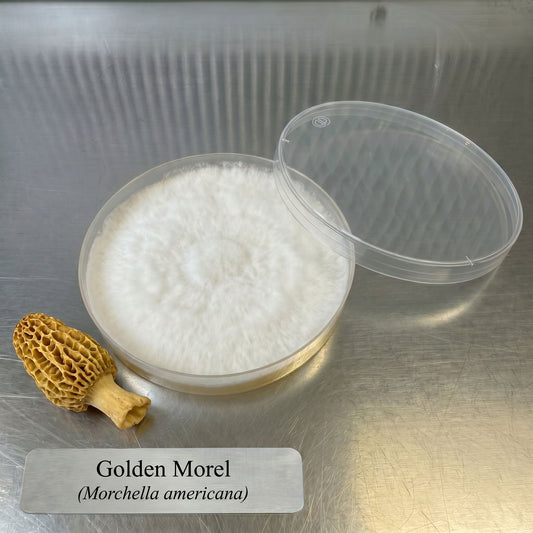 Illinois Wild Golden Morel Colonized Agar Plate - Image 1