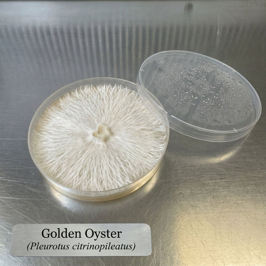 Golden Oyster Colonized Agar Plate - Image 2
