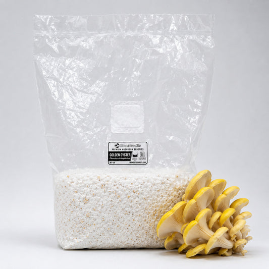 Golden Oyster Colonized Grain Spawn Bag 5 LB - Image 1
