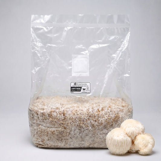 Lion's Mane Colonized Grain Spawn Bag 5 LB - Image 1