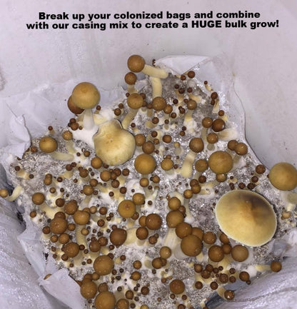 Premium 5-Grain Spawn Bags | Sterile Grain Bags for Mushroom Cultivation - Image 6