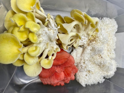 Complete XL ALL-IN-ONE Wood Lover's Mushroom Grow Bag Kit (6LB) - Image 7