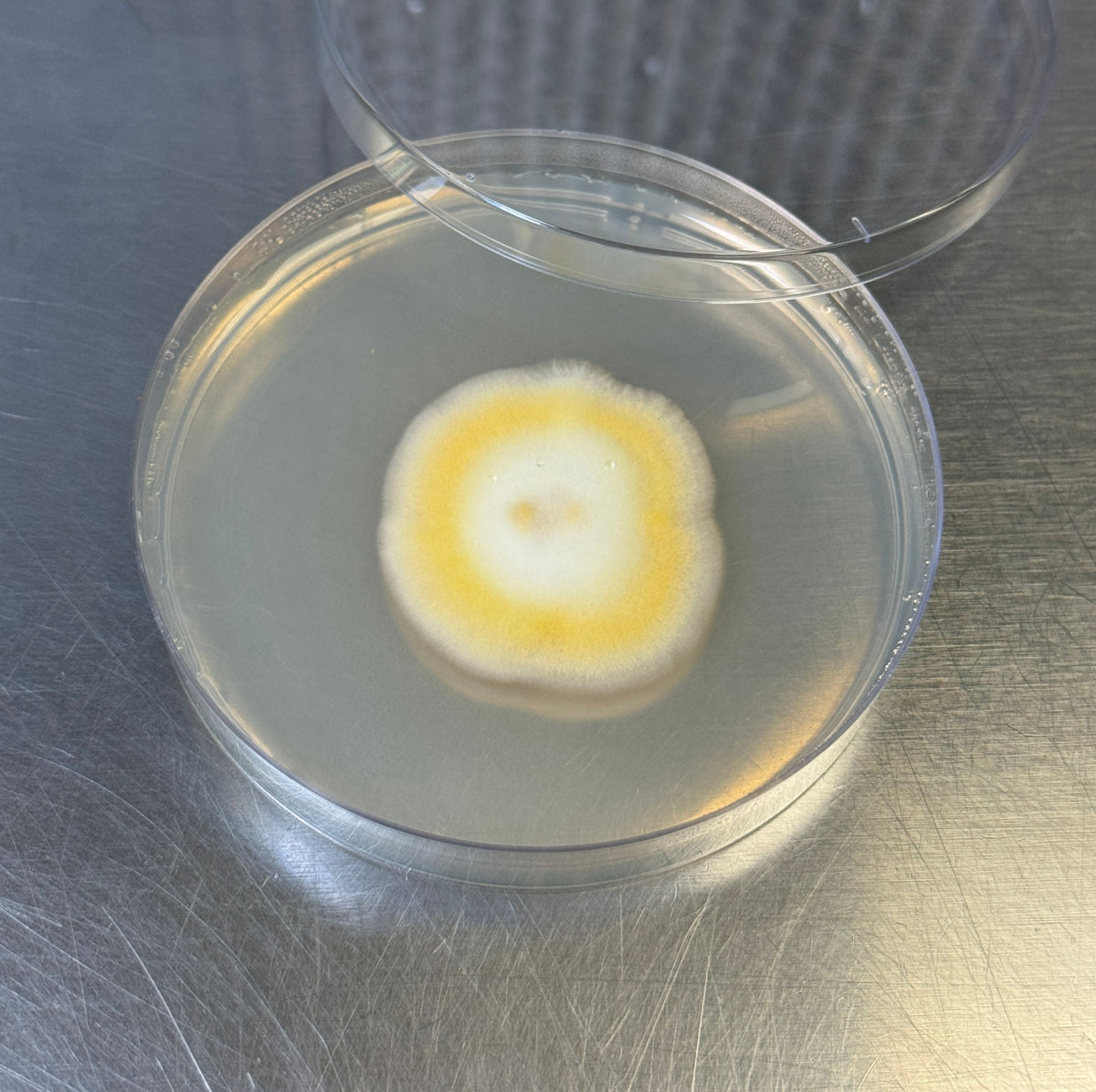 Cordyceps Militaris Hades 4212-A Colonized Agar Plate - Image 3