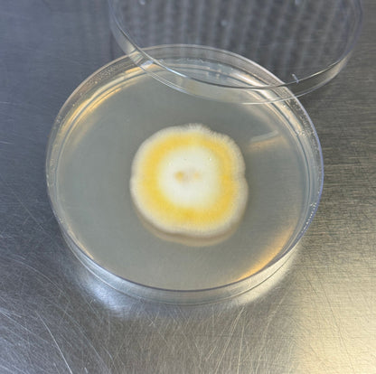 Cordyceps Militaris Hades 4212-A Colonized Agar Plate - Image 3