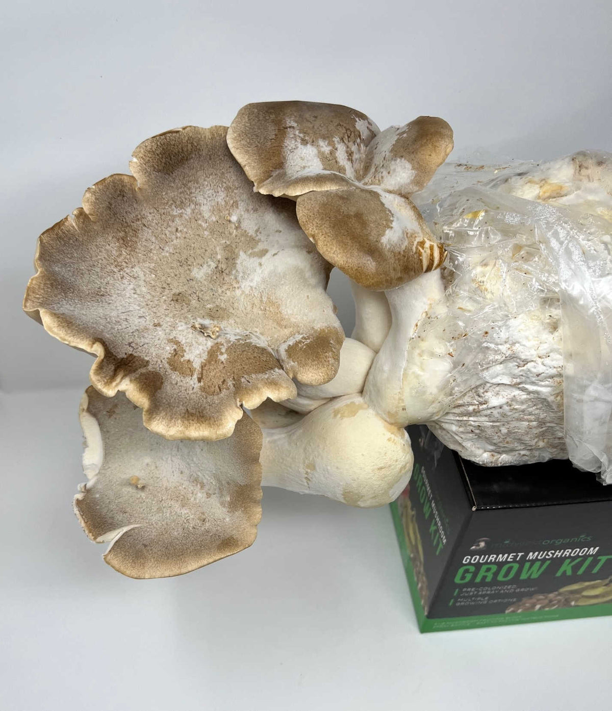 King Trumpet Oyster Mushroom Grow Kit (5lbs) - Image 3