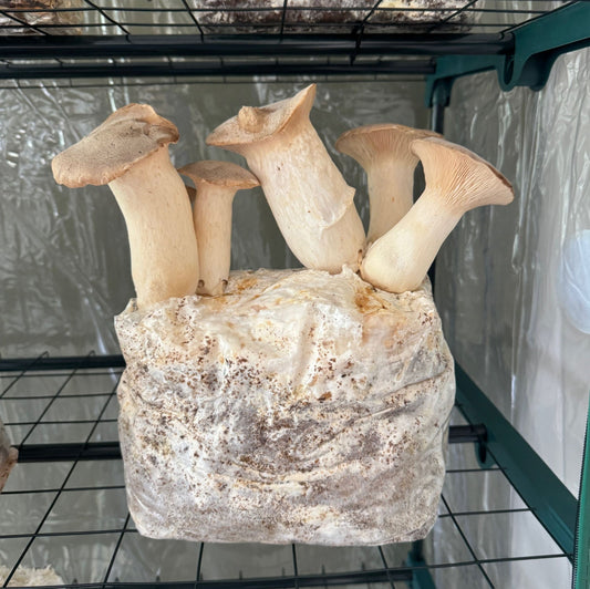 King Trumpet Oyster Mushroom Grow Kit (5lbs) - Image 2